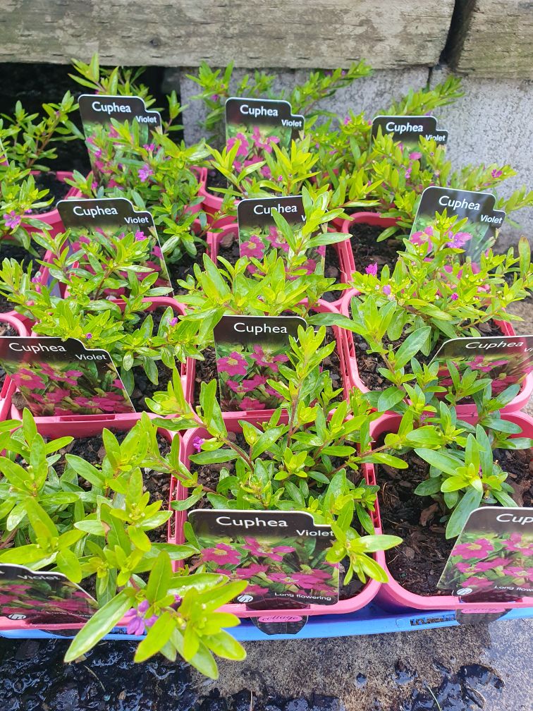 Cuphea hyssopifolia 'Violet' small flowering shrub