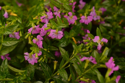 Cuphea hyssopifolia 'Violet' low garden plant