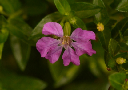 Cuphea hyssopifolia 'Violet' compact landscape plant