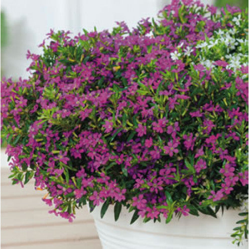 Cuphea hyssopifolia 'Violet' flowering border plant