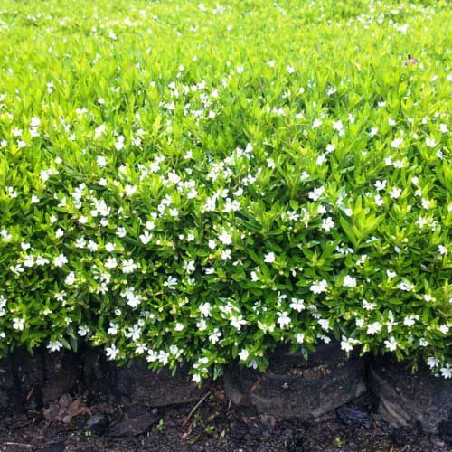 Cuphea hyssopifolia 'White' small flowering shrub