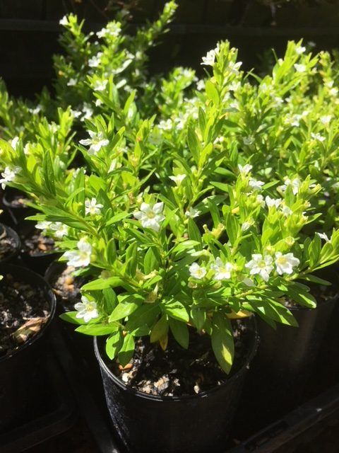 Cuphea hyssopifolia 'White' low garden plant