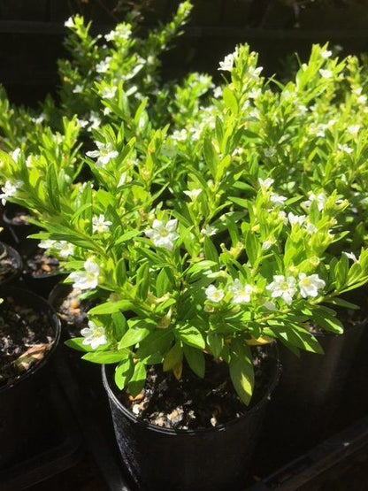 Cuphea hyssopifolia 'White' low garden plant