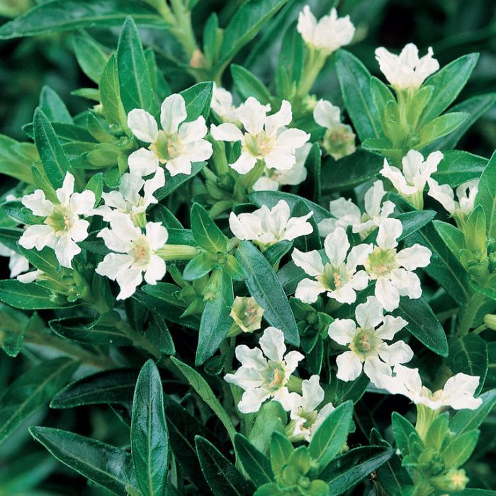 Cuphea hyssopifolia 'White' flowering border plant