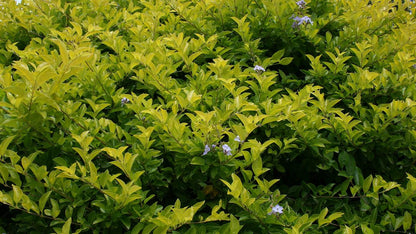 Duranta repens 'Sheenas Gold' colour contrast shrub