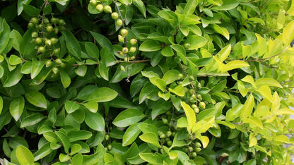 Duranta repens 'Sheenas Gold' sunny garden plant
