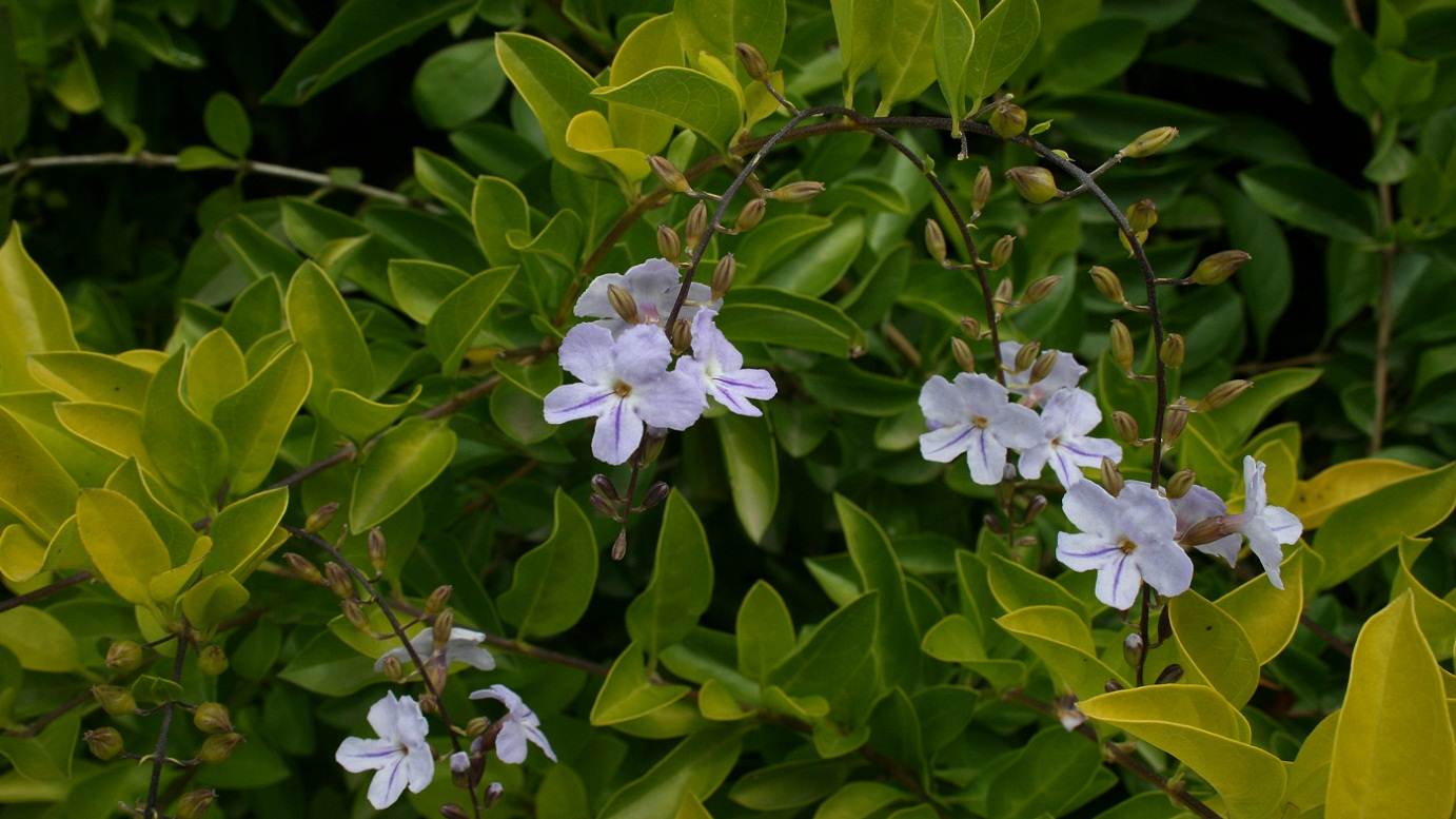 Duranta repens 'Sheenas Gold' border shrub