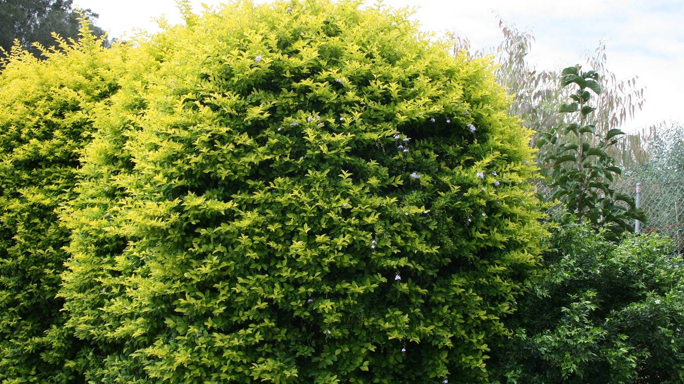 Duranta repens 'Sheenas Gold' gold foliage shrub