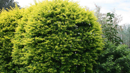 Duranta repens 'Sheenas Gold' gold foliage shrub