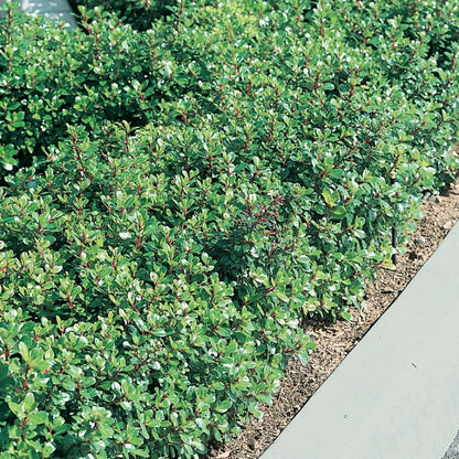 Escallonia 'Pink Pixie' flowering hedge plant
