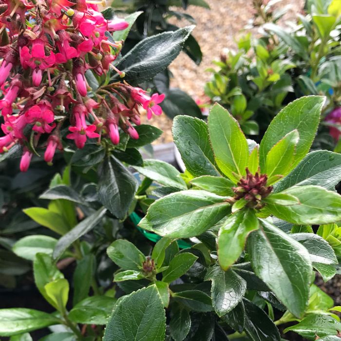 Escallonia 'Red Knight' evergreen border shrub