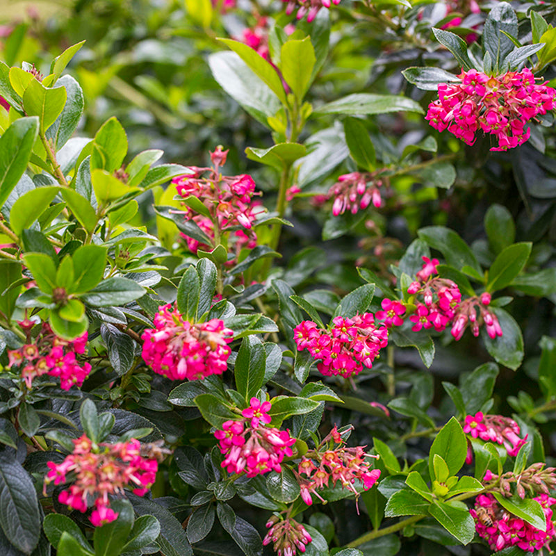 Escallonia 'Red Knight' colourful garden shrub