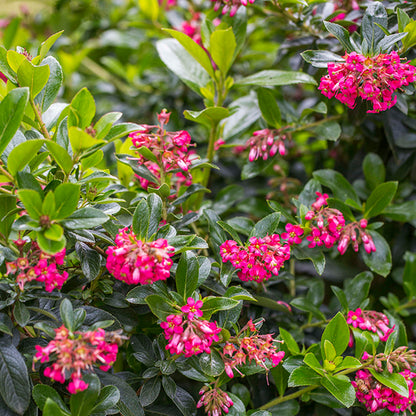 Escallonia 'Red Knight' colourful garden shrub
