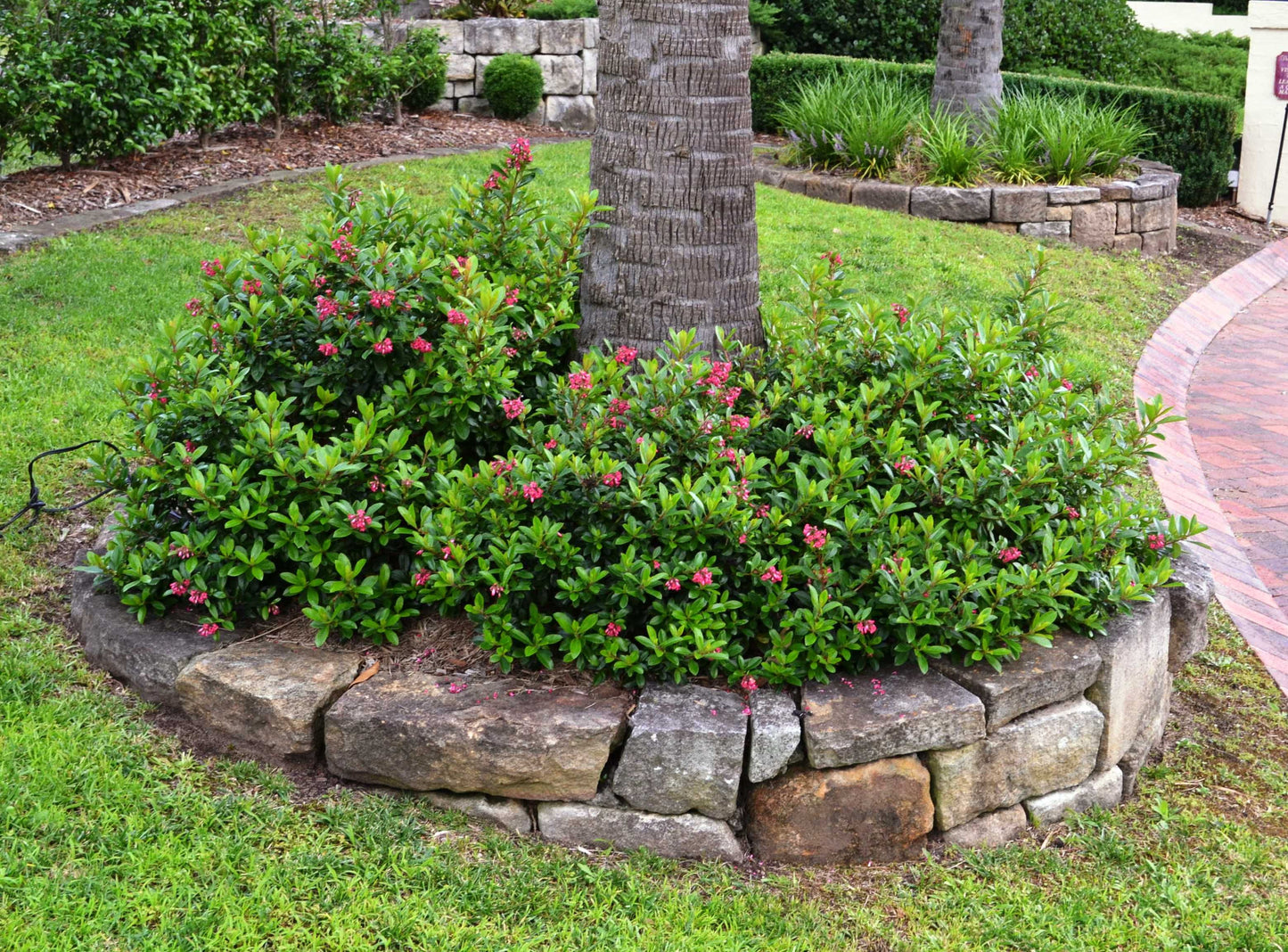 Escallonia 'Red Knight' flowering hedge plant