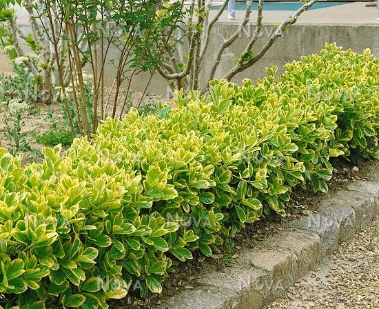 Euonymus japonicus microphyllus 'Gold Thumb' evergreen edging plant
