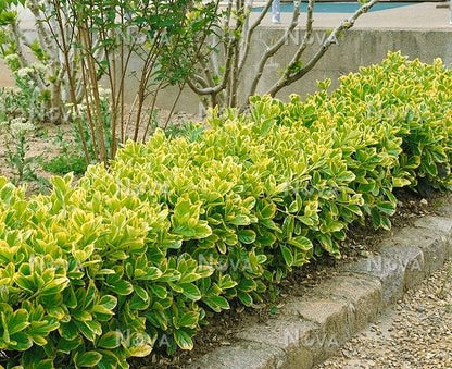 Euonymus japonicus microphyllus 'Gold Thumb' evergreen edging plant