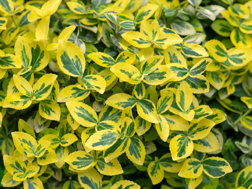 Euonymus japonicus microphyllus 'Gold Thumb' formal garden shrub
