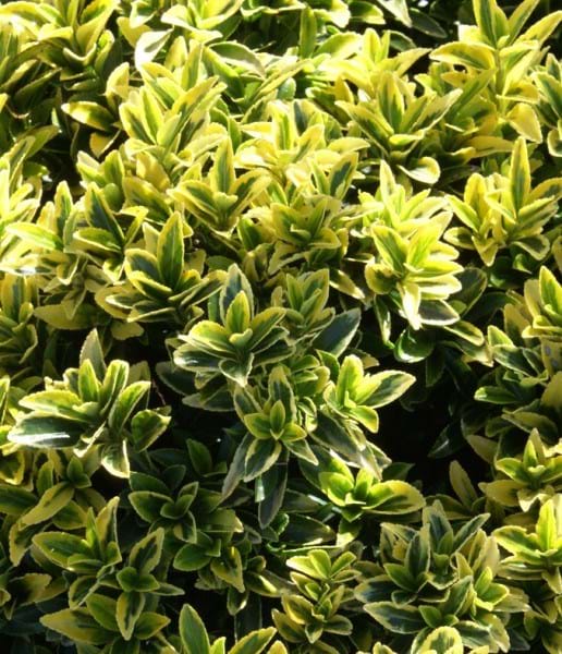 Euonymus japonicus microphyllus 'Gold Thumb' low border plant