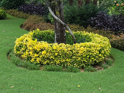 Euonymus japonicus microphyllus 'Gold Thumb' compact border shrub