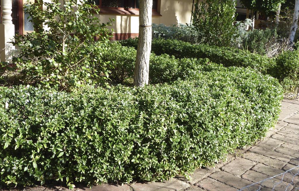 Euonymus japonicus microphyllus 'Tom Thumb' evergreen edging plant