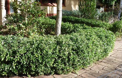 Euonymus japonicus microphyllus 'Tom Thumb' evergreen edging plant