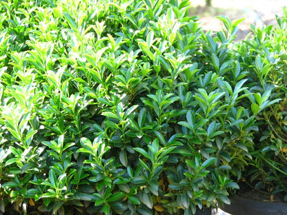 Euonymus japonicus microphyllus 'Tom Thumb' formal garden shrub