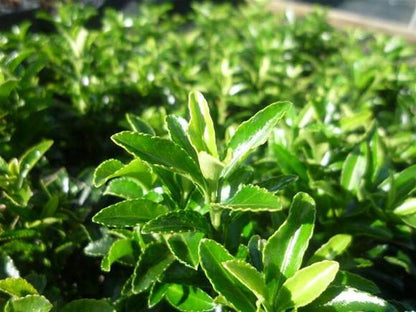 Euonymus japonicus microphyllus 'Tom Thumb' low border plant