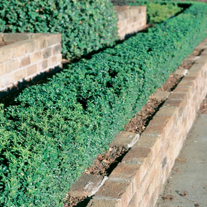 Euonymus japonicus microphyllus 'Tom Thumb' compact border shrub