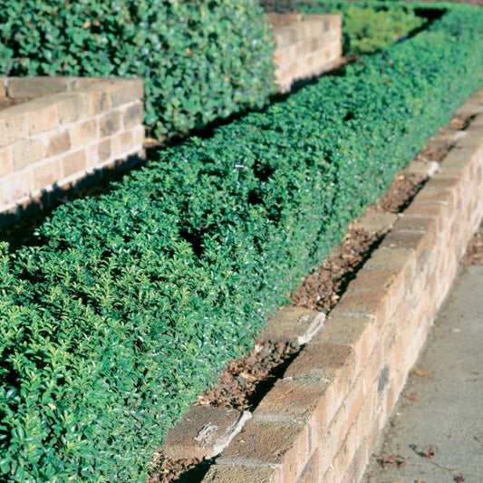 Euonymus japonicus microphyllus 'Tom Thumb' compact border shrub