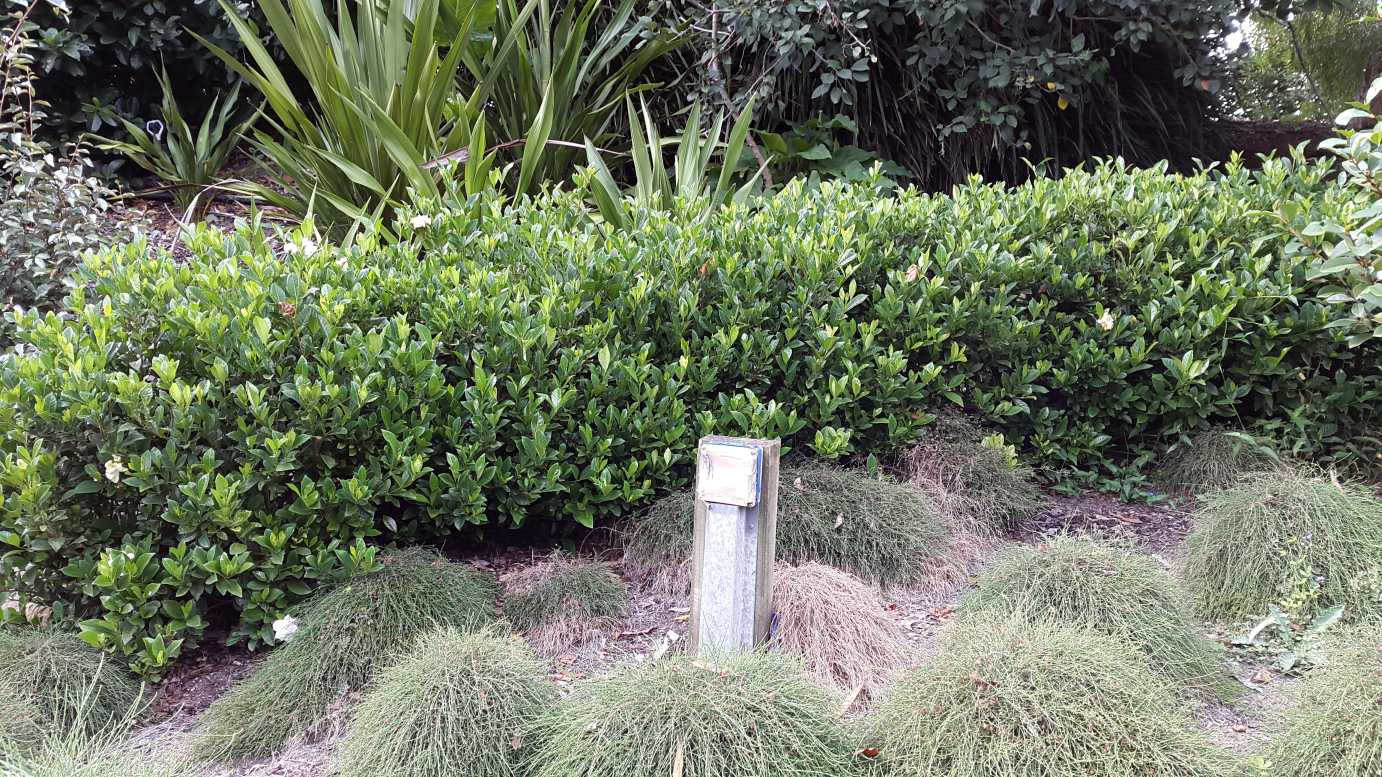 Gardenia Augusta 'Florida' white flowering shrub