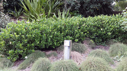 Gardenia Augusta 'Florida' white flowering shrub