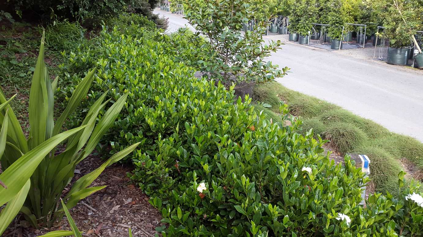 Gardenia Augusta 'Florida' part shade flowering plant