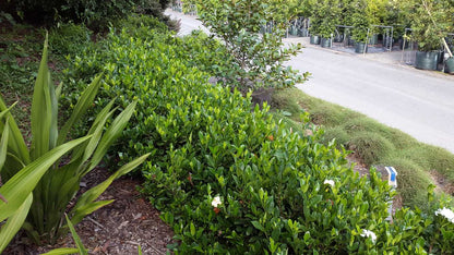 Gardenia Augusta 'Florida' part shade flowering plant