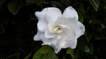 Gardenia Augusta 'Florida' evergreen feature shrub