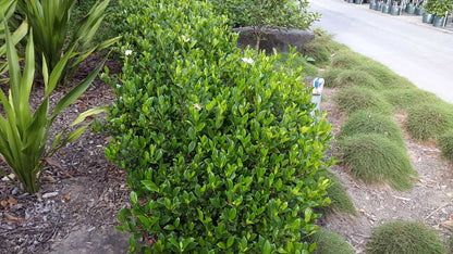 Gardenia Augusta 'Florida' fragrant gardenia shrub