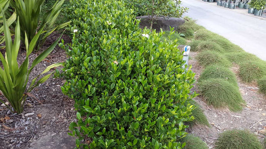 Gardenia Augusta 'Florida' fragrant gardenia shrub