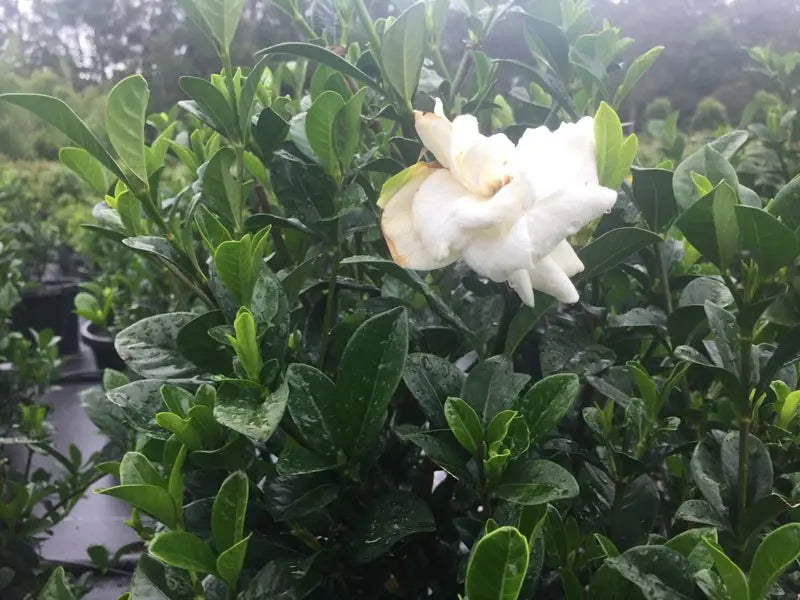 Gardenia augusta 'Magnifica' part shade flowering plant