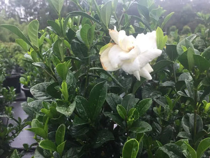 Gardenia augusta 'Magnifica' part shade flowering plant