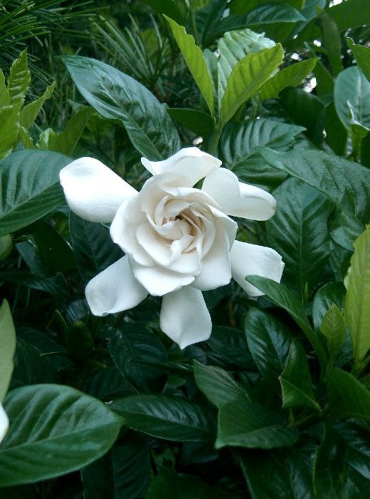 Gardenia augusta 'Magnifica' fragrant gardenia shrub