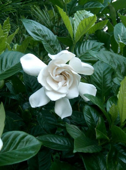 Gardenia augusta 'Magnifica' fragrant gardenia shrub