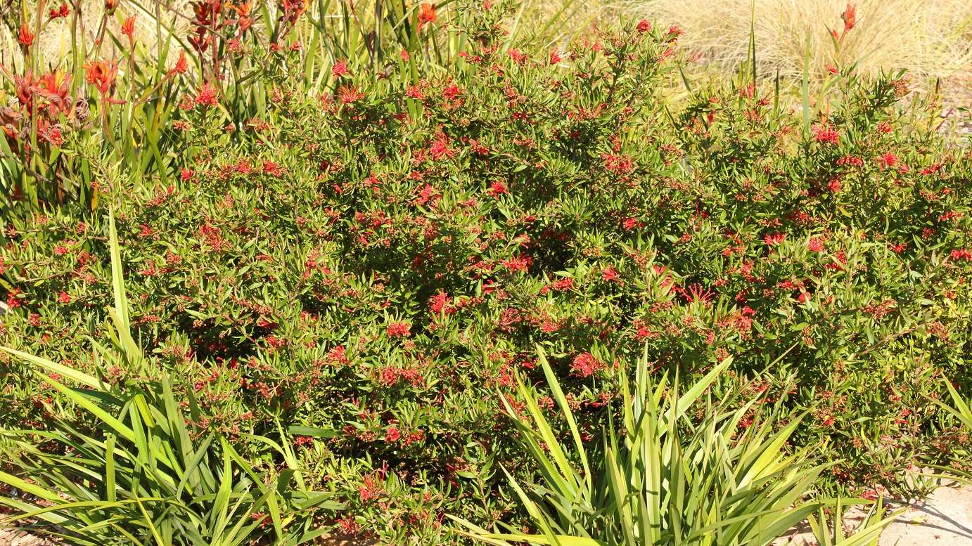 Grevillea 'Cherry Cluster' bird attracting plant