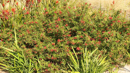 Grevillea 'Cherry Cluster' bird attracting plant