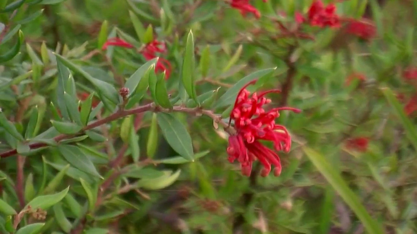 Grevillea 'Cherry Cluster' Australian native shrub