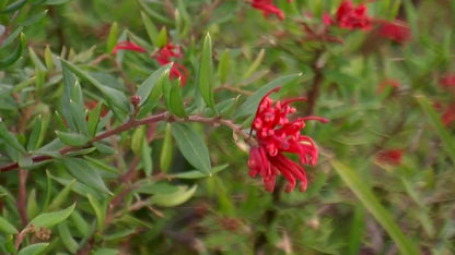 Grevillea 'Cherry Cluster' Australian native shrub