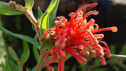 Grevillea 'Cherry Cluster' low maintenance flowering shrub