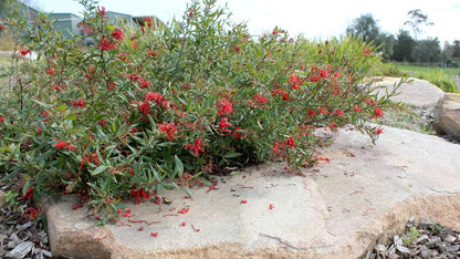 Grevillea 'Cherry Cluster' native grevillea shrub