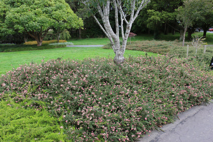 Grevillea lanigera 'Mt Tamboritha' bird attracting plant