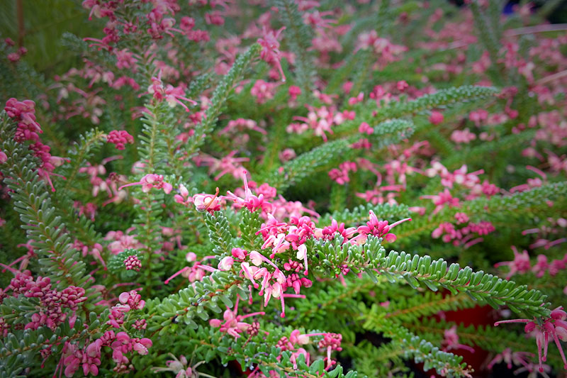 Grevillea lanigera 'Mt Tamboritha' Australian native shrub