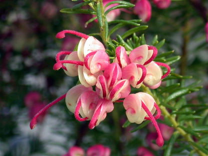 Grevillea lanigera 'Mt Tamboritha' low maintenance flowering shrub