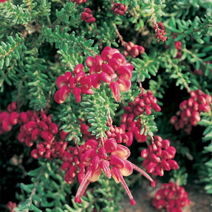 Grevillea lanigera 'Mt Tamboritha' native grevillea shrub